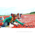 Equipamento automático de secagem de tomate cereja